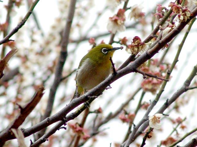 うぐいす