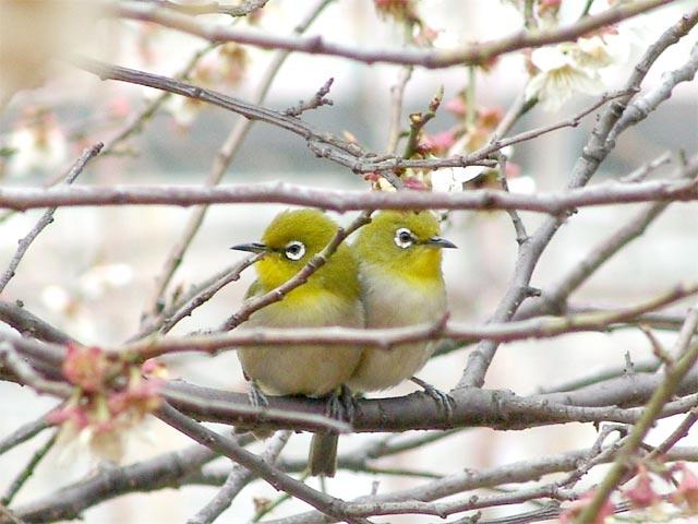 ２羽のうぐいす